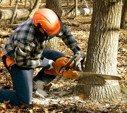 Tree Removal in Brenham, TX